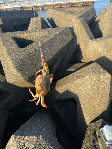 タイワンガザミの釣果