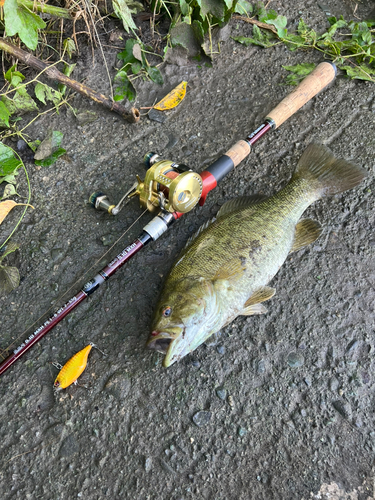 スモールマウスバスの釣果