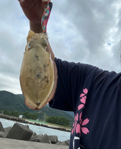 コウイカの釣果