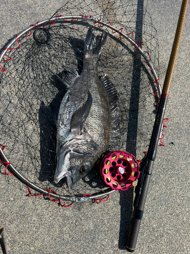 クロダイの釣果