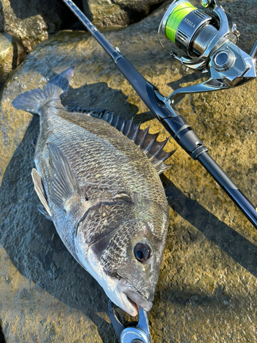 クロダイの釣果