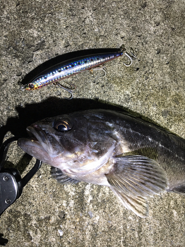 クロソイの釣果