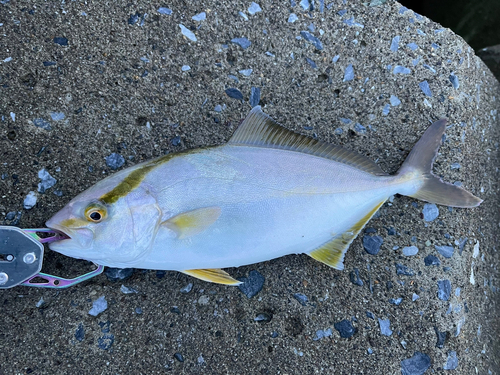 ショゴの釣果