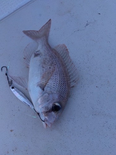 キツネフエフキの釣果