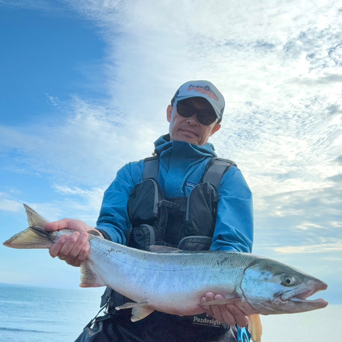 サケの釣果