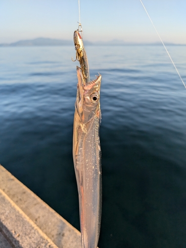 タチウオの釣果