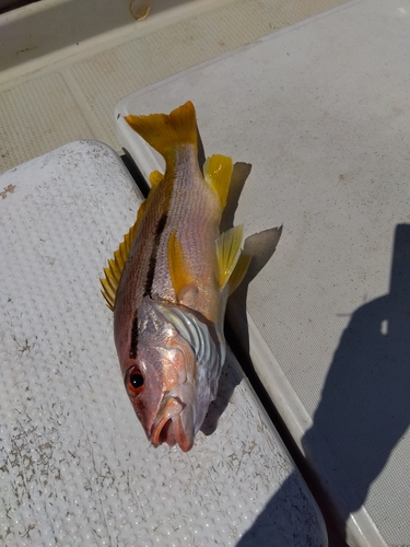 ヨコスジフエダイの釣果