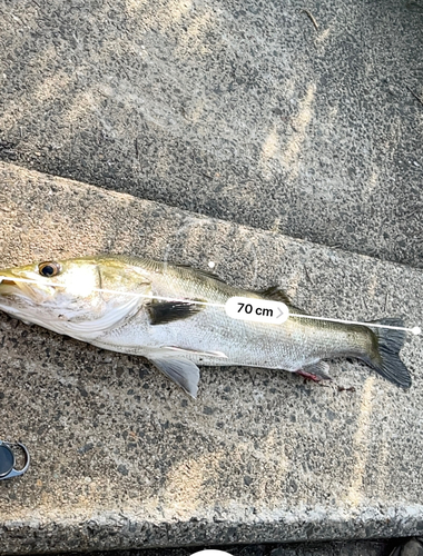 スズキの釣果