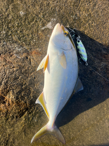 ショゴの釣果