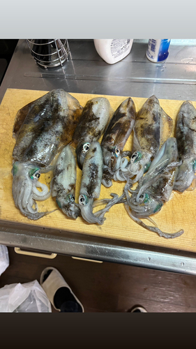 アオリイカの釣果