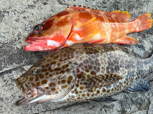 オオモンハタの釣果