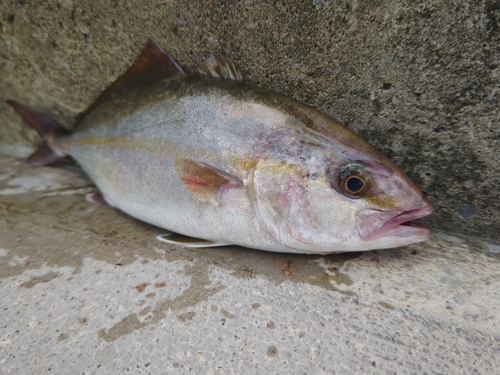 ショゴの釣果