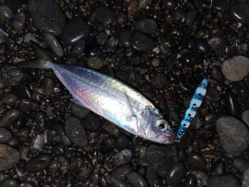 アオアジの釣果