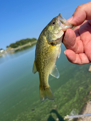 ラージマウスバスの釣果