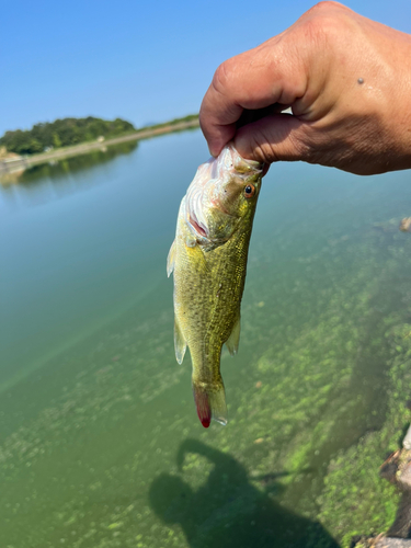 ラージマウスバスの釣果