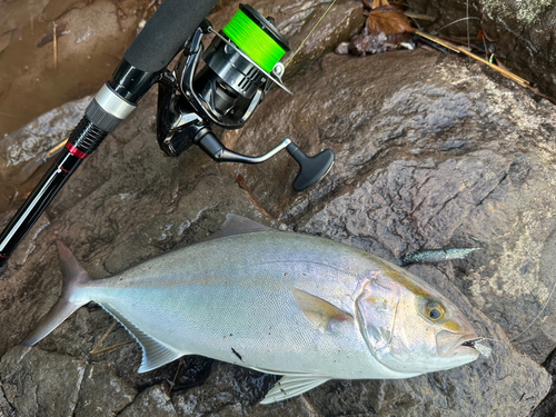 ショゴの釣果