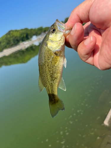 ラージマウスバスの釣果