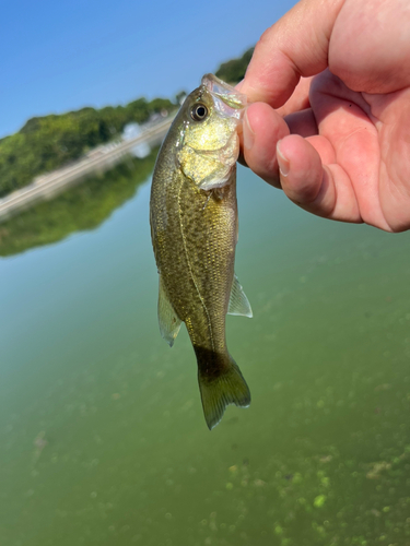 ラージマウスバスの釣果