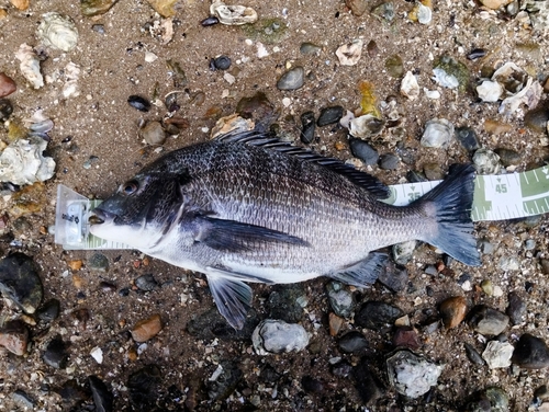 クロダイの釣果