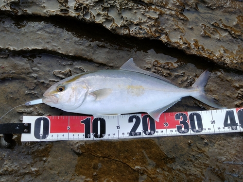 ショゴの釣果