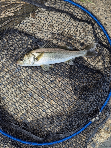 セイゴ（ヒラスズキ）の釣果