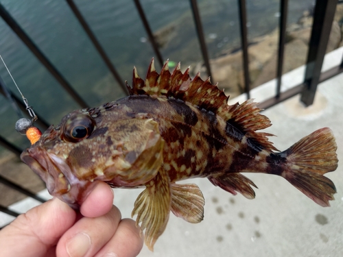 カサゴの釣果