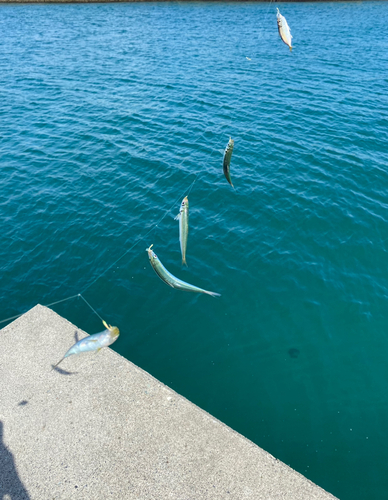 イワシの釣果