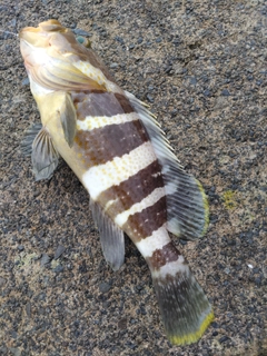 アオハタの釣果