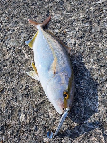 シオの釣果