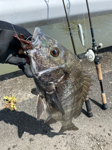 クロダイの釣果