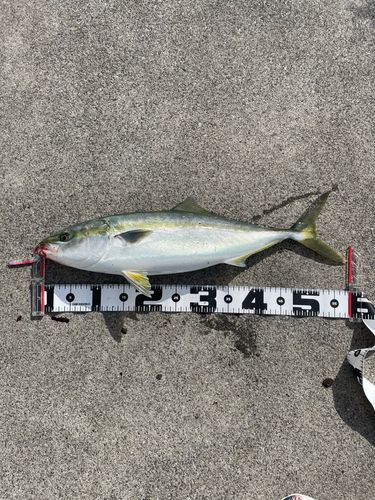 イナダの釣果