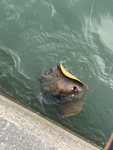 アカエイの釣果