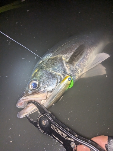 シーバスの釣果