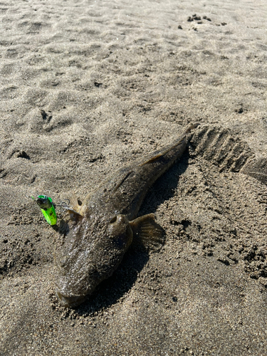 マゴチの釣果