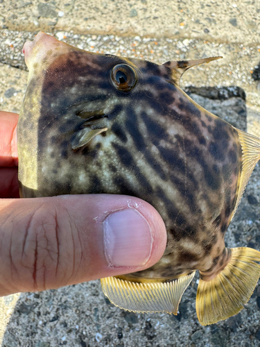 カワハギの釣果