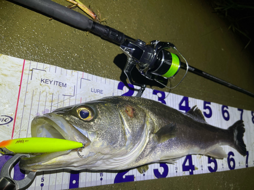 シーバスの釣果