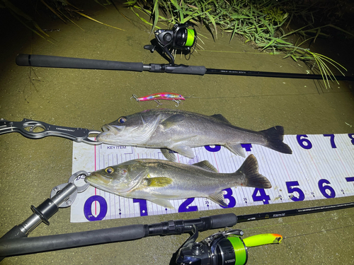 シーバスの釣果