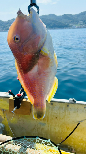 イラの釣果