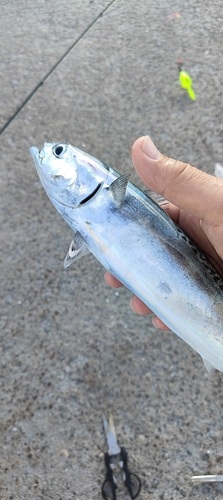 ソウダガツオの釣果