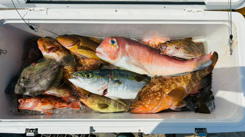 アコウの釣果