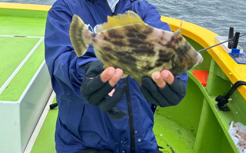 カワハギの釣果