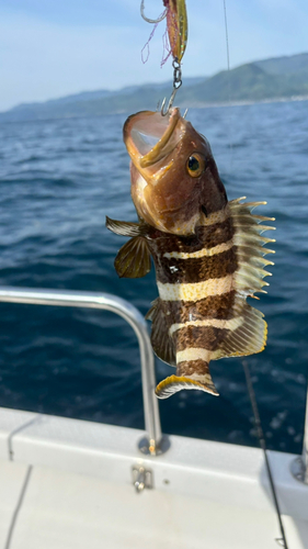 アオハタの釣果