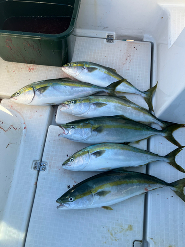 ヤズの釣果