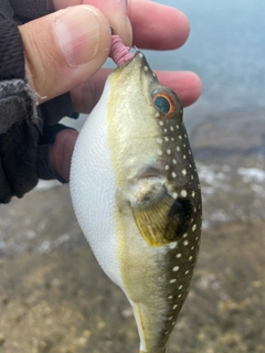 クサフグの釣果