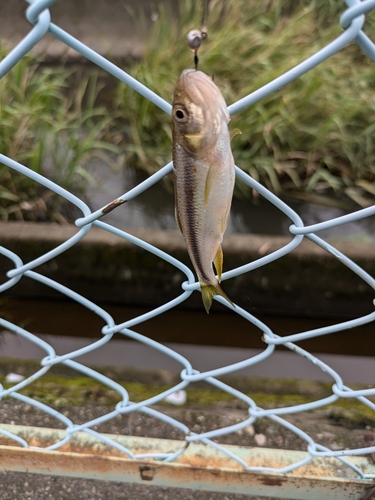 カワムツの釣果