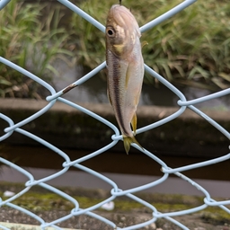 カワムツ