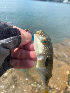 クサフグの釣果