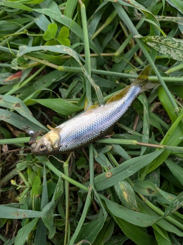 カワムツの釣果