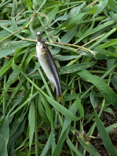 カワムツの釣果