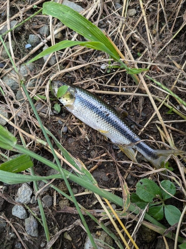 カワムツの釣果